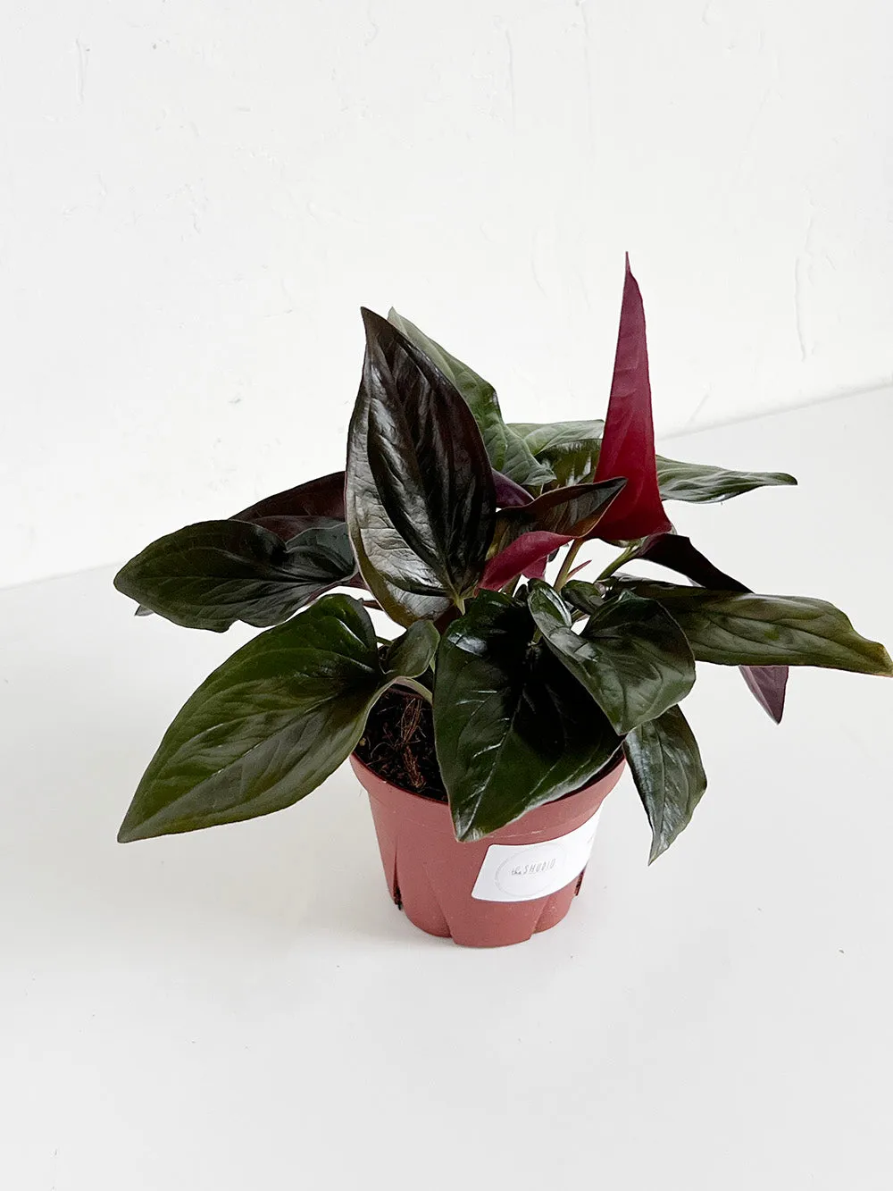 Syngonium Red Arrow